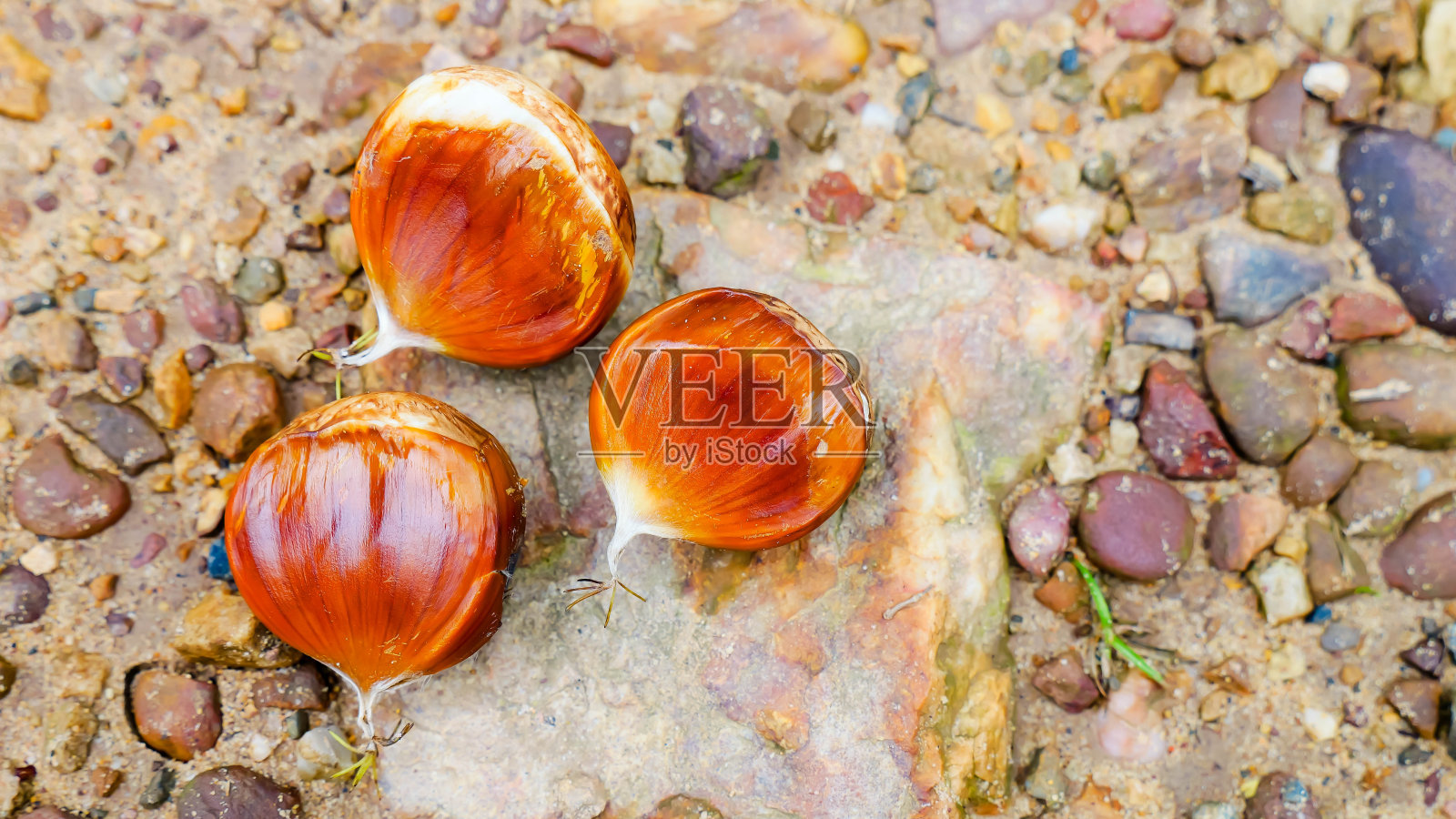 秋天小路边的栗子照片摄影图片