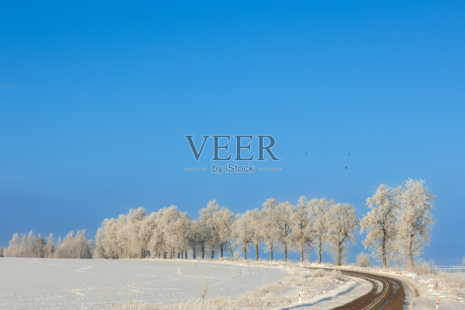 冬天的景观霜冻晴朗，天空蔚蓝，树木覆霜，波兰欧洲照片摄影图片