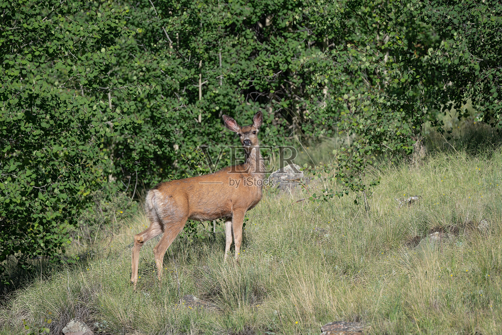 美洲西部科罗拉多州西南部的鹿在奔跑照片摄影图片