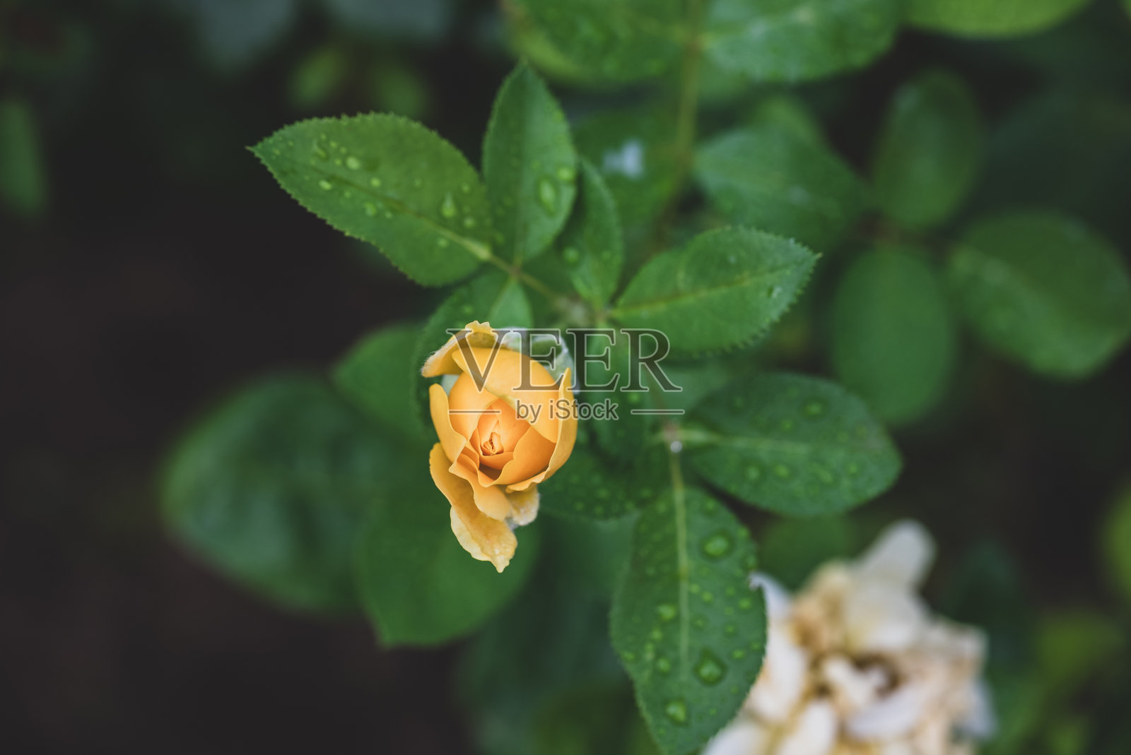 黄玫瑰被雨淋湿了照片摄影图片