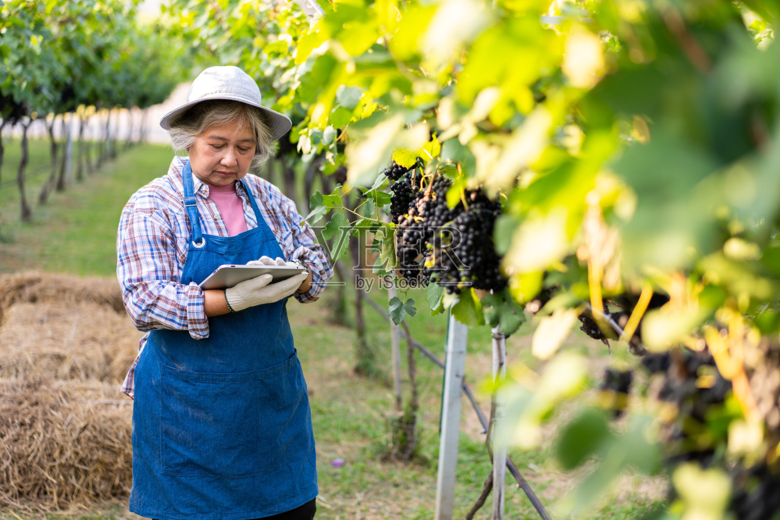 亚洲资深女农民在收获前用药片检查有机葡萄的质量，以酿酒。农场有机新鲜收获的葡萄和科技理念的农业产业。照片摄影图片