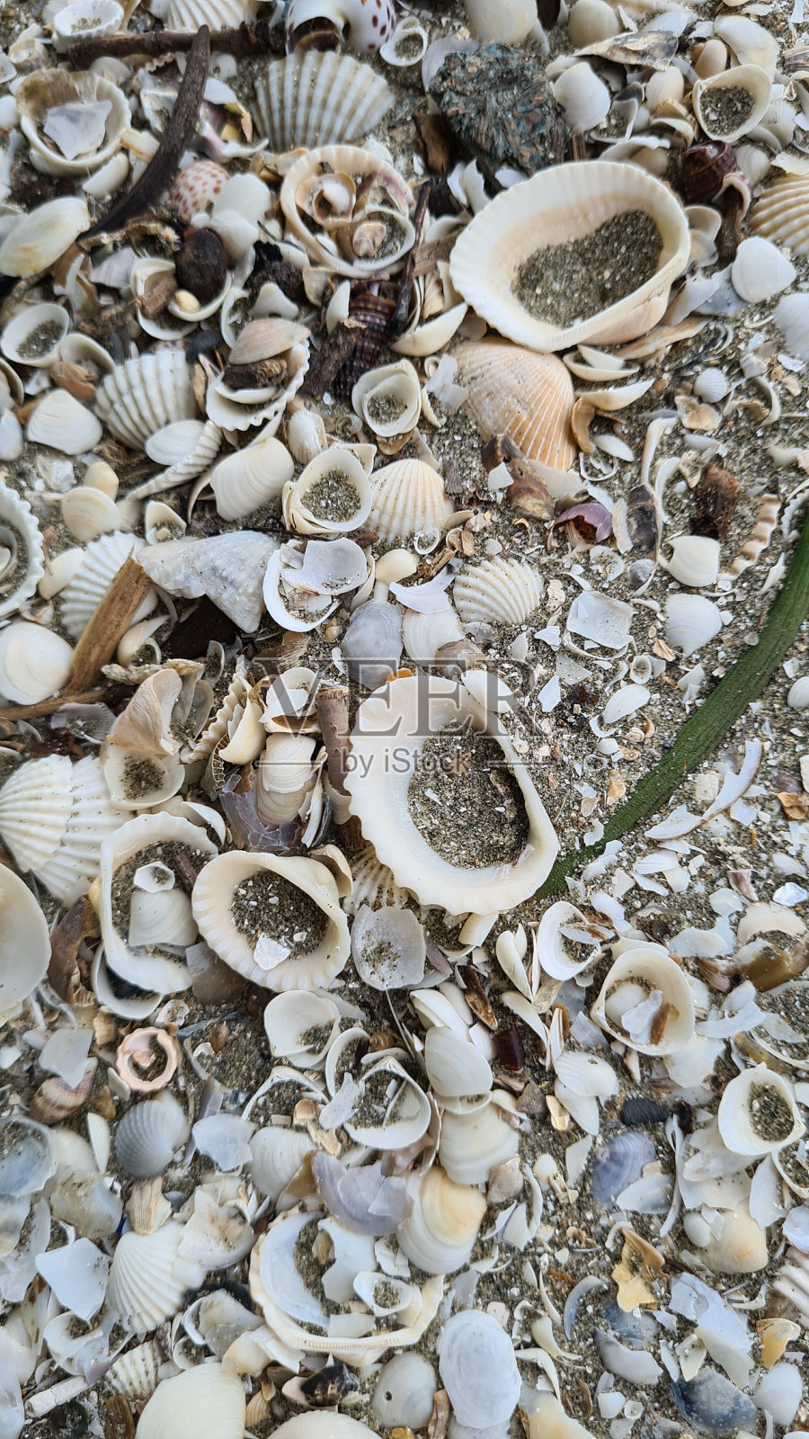 各种各样的贝壳在海滩上的股票照片照片摄影图片