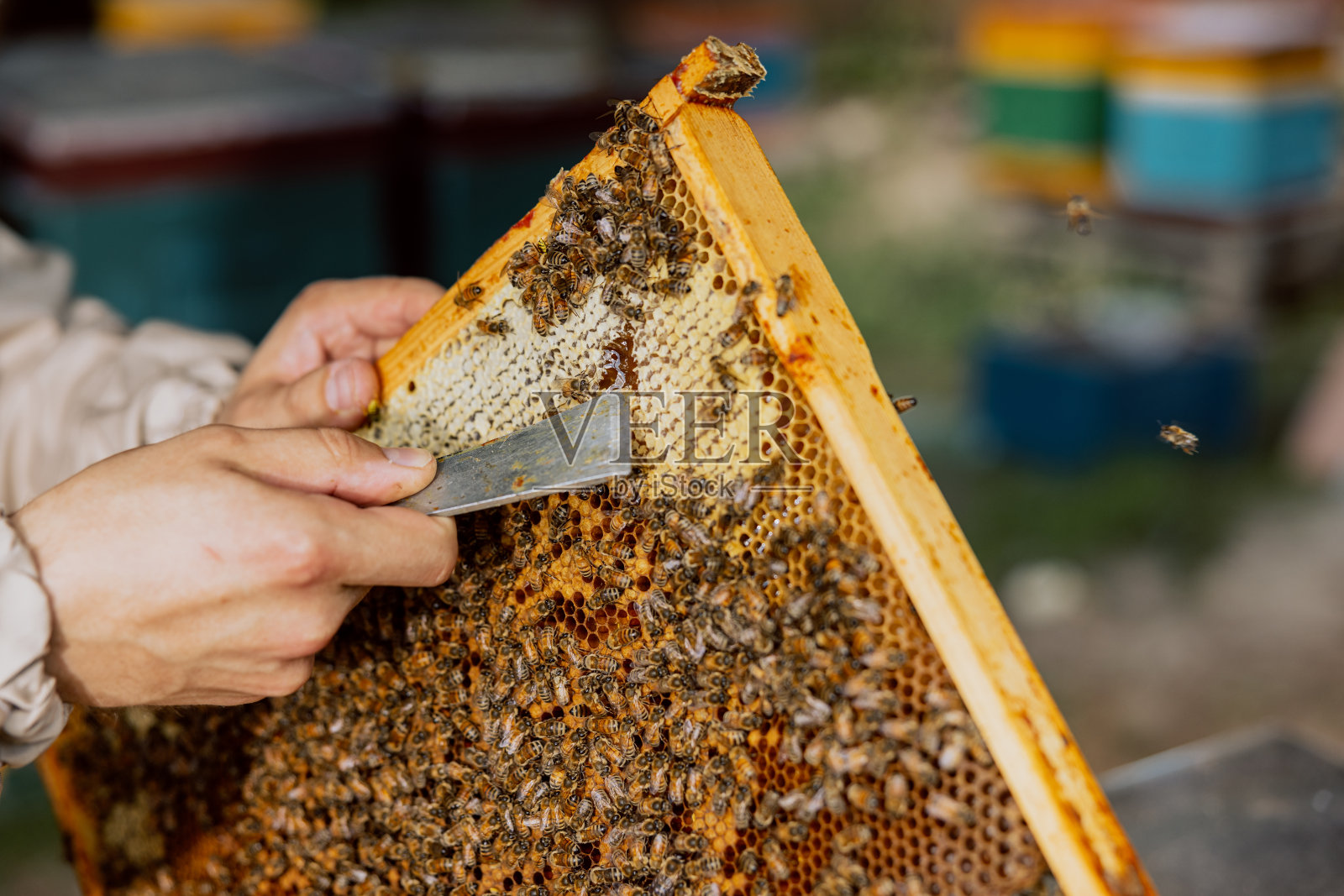 特写镜头，一名男子的手正在用特殊的设备工具从满是蜜蜂的框架中取出蜂巢。天然产物农业概念工作初步开展照片摄影图片