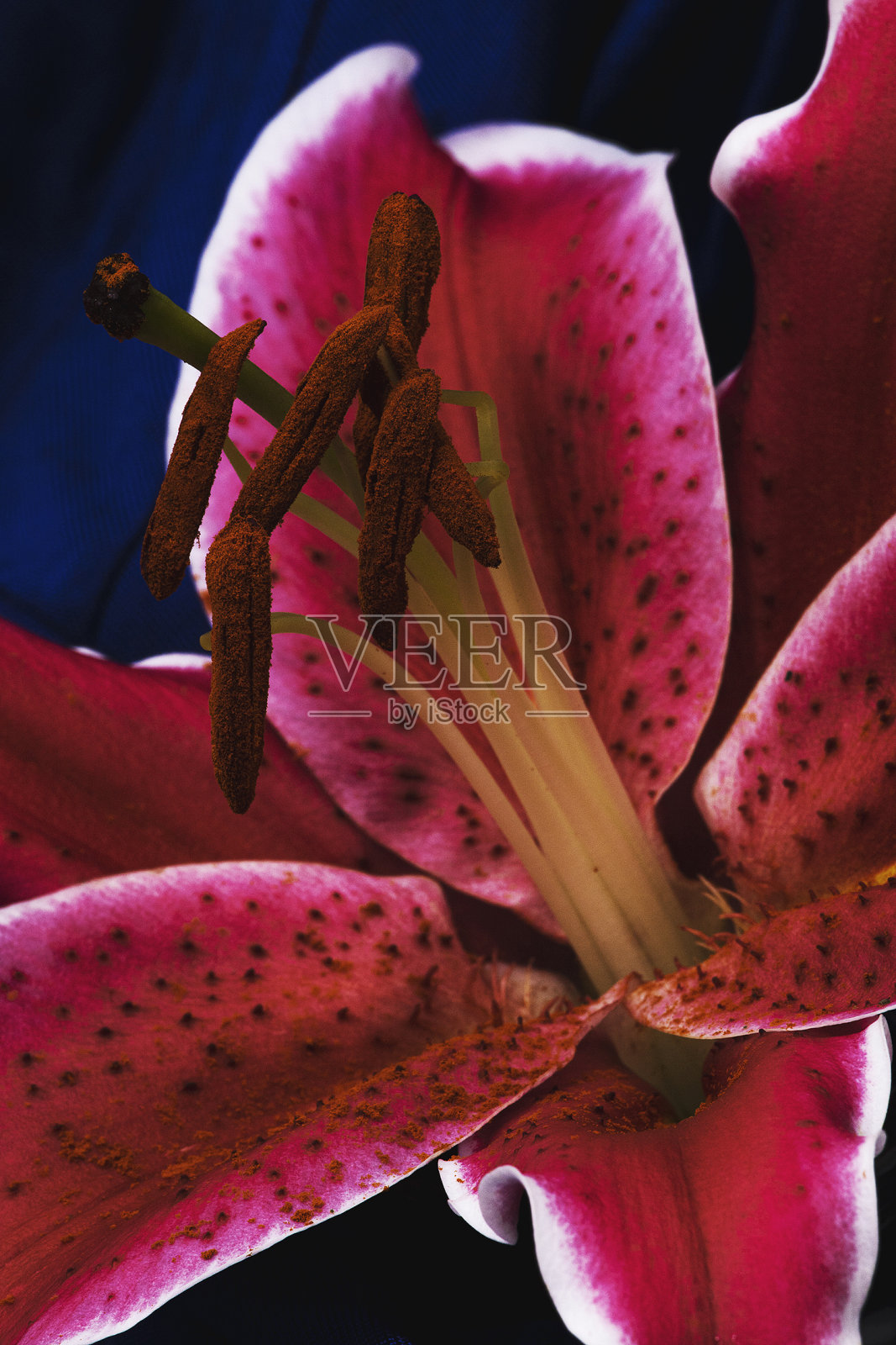 女性化的照片摄影图片