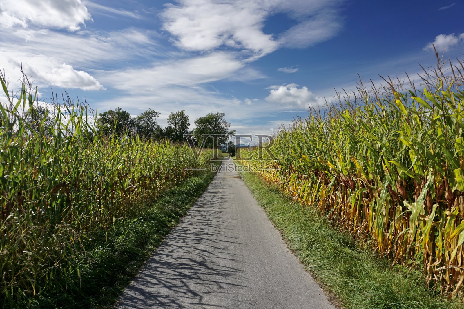 玉米田。在晴朗的天气里种植玉米。玉米在生长。照片摄影图片