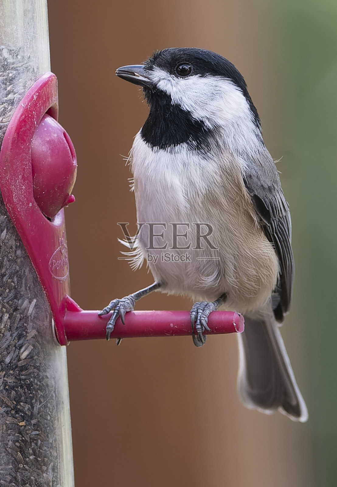 喂鸟器上的黑顶山雀照片摄影图片