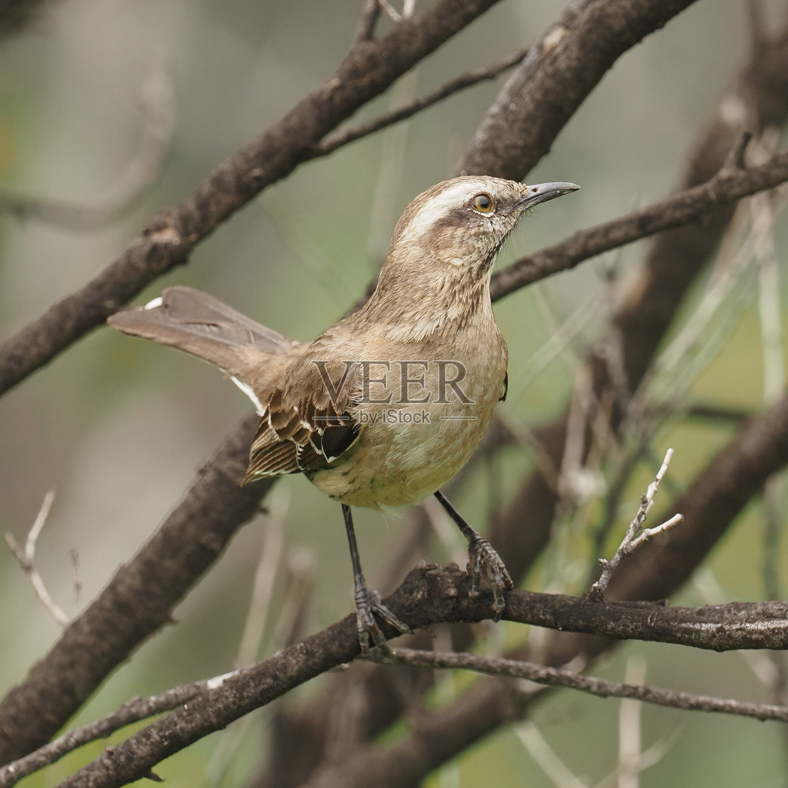 一只智利反舌鸟在一根枯枝上看起来很警觉照片摄影图片