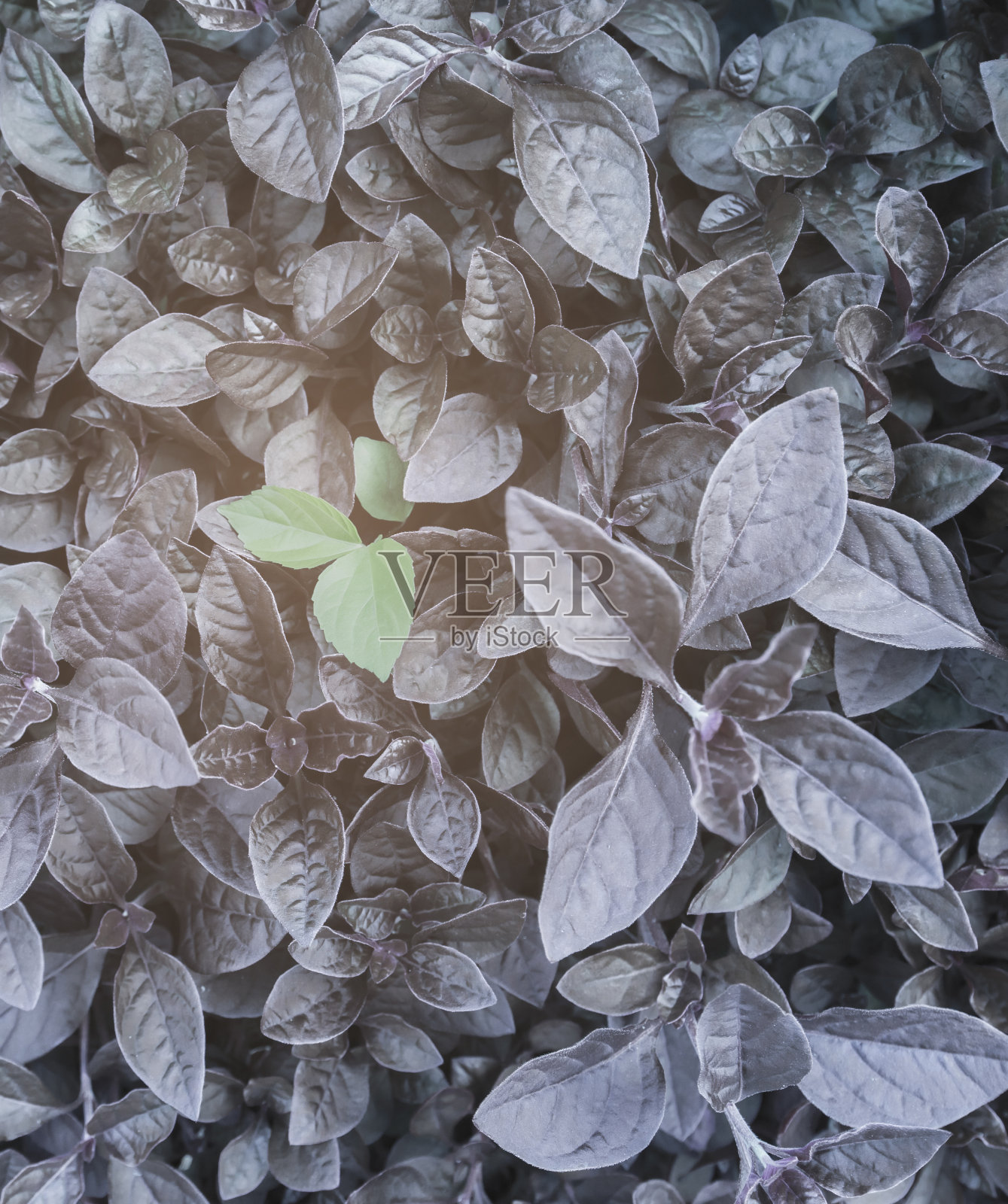 明亮，深紫色，只有一个绿色的植物，从上面看，盛开的美丽。照片摄影图片