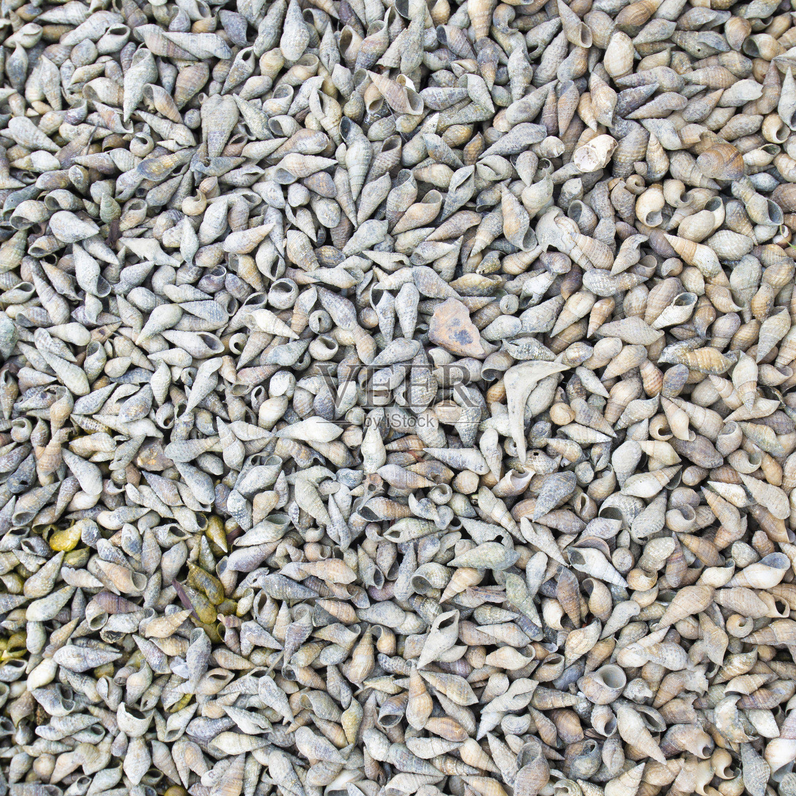 许多贝壳表面积累了大量的沉积物。照片摄影图片