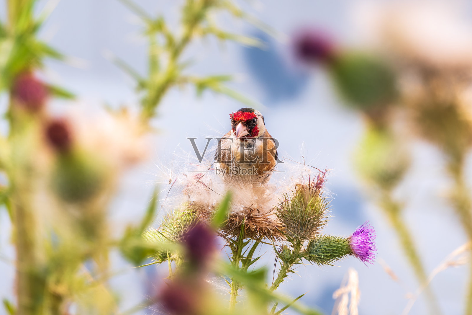 欧洲金翅雀，以蓟的种子为食。Carduelis Carduelis。照片摄影图片