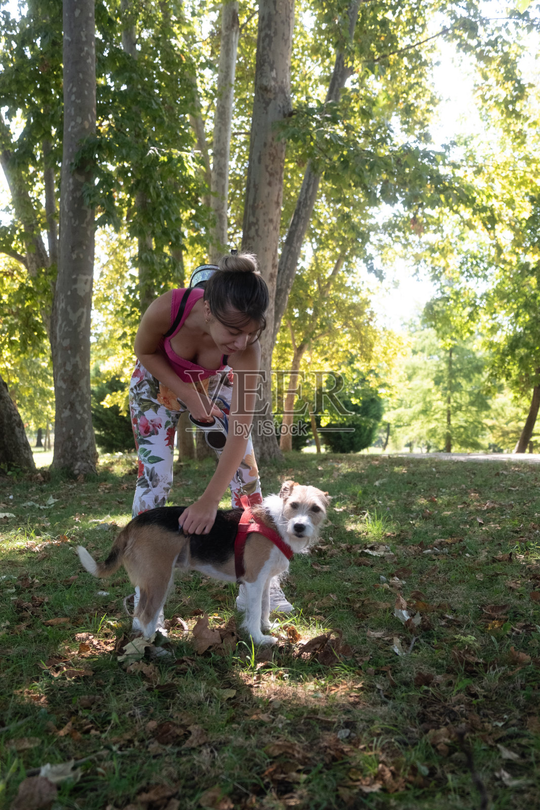 一个年轻的女人在公园里和她的小猎犬一起玩耍和散步照片摄影图片