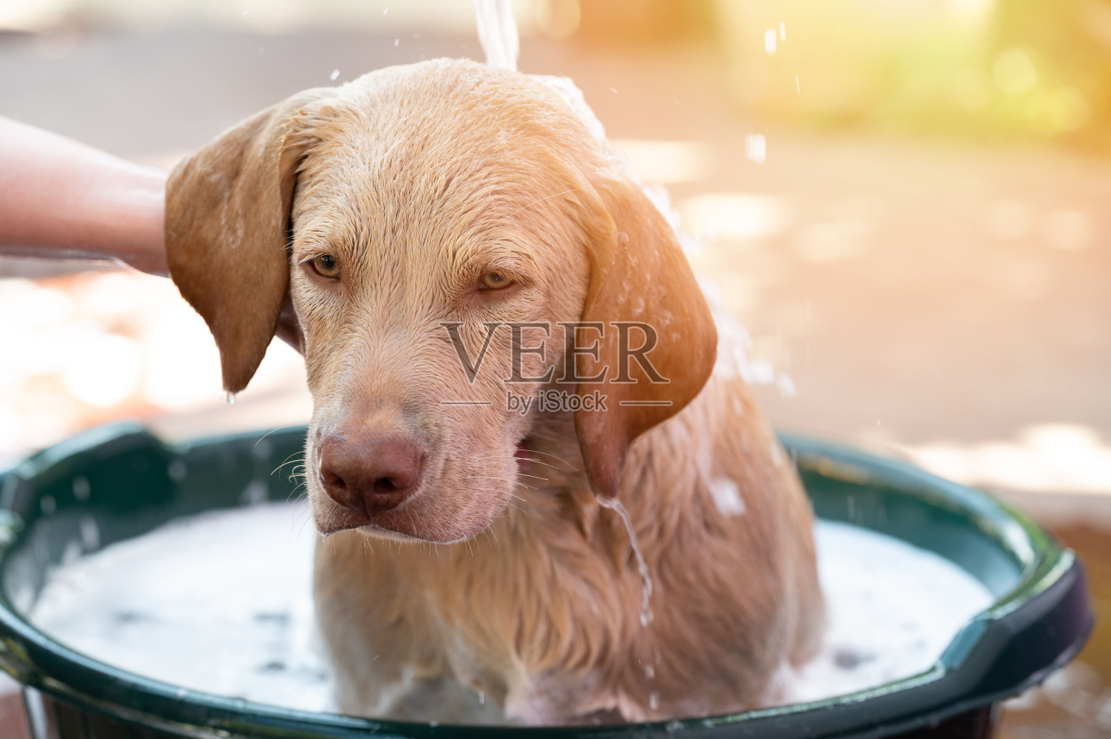 兽医用手清洗拉布拉多犬照片摄影图片
