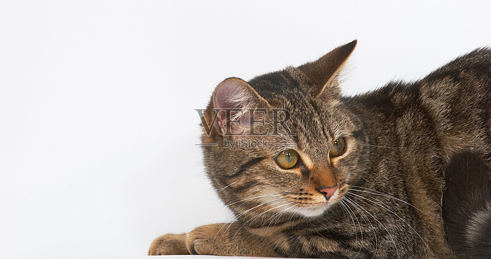 白色背景的棕色虎斑家猫照片摄影图片