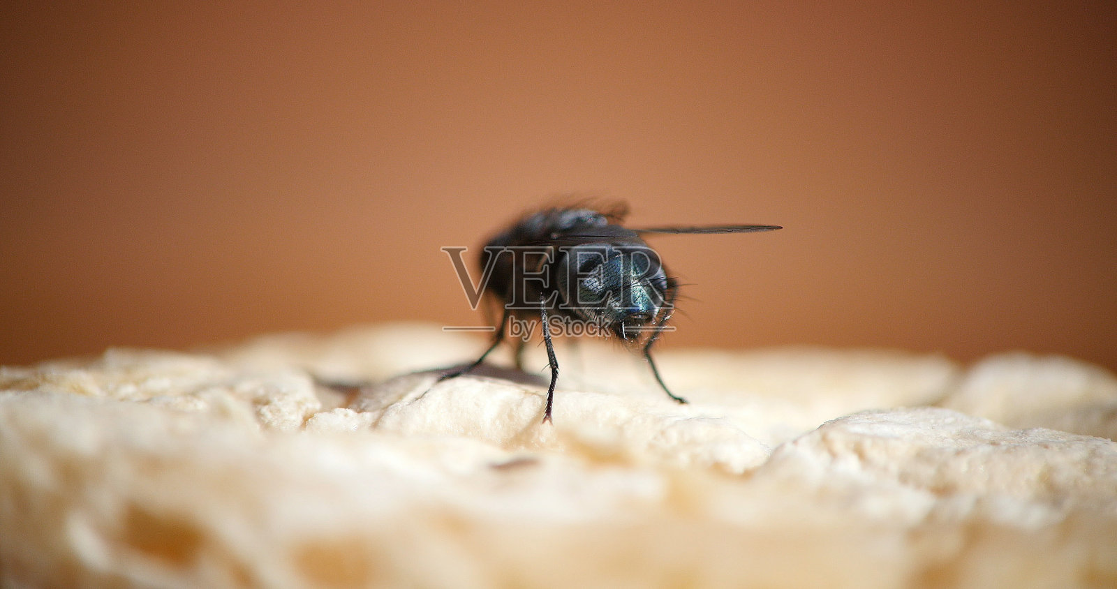 法国诺曼底，一只苍蝇站在一块奶酪上照片摄影图片