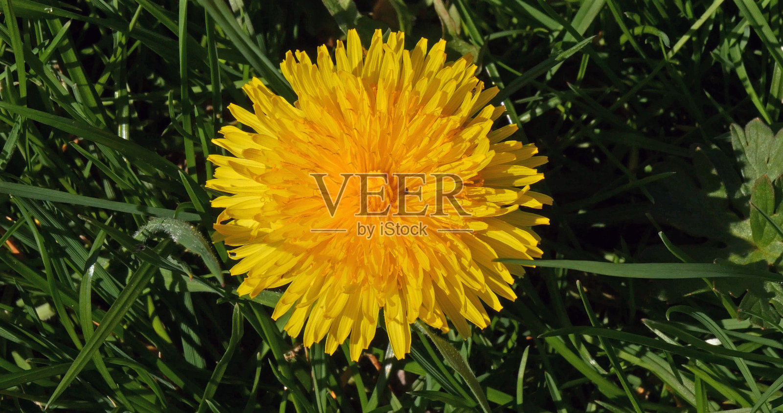 普通蒲公英，蒲公英，诺曼底的花照片摄影图片