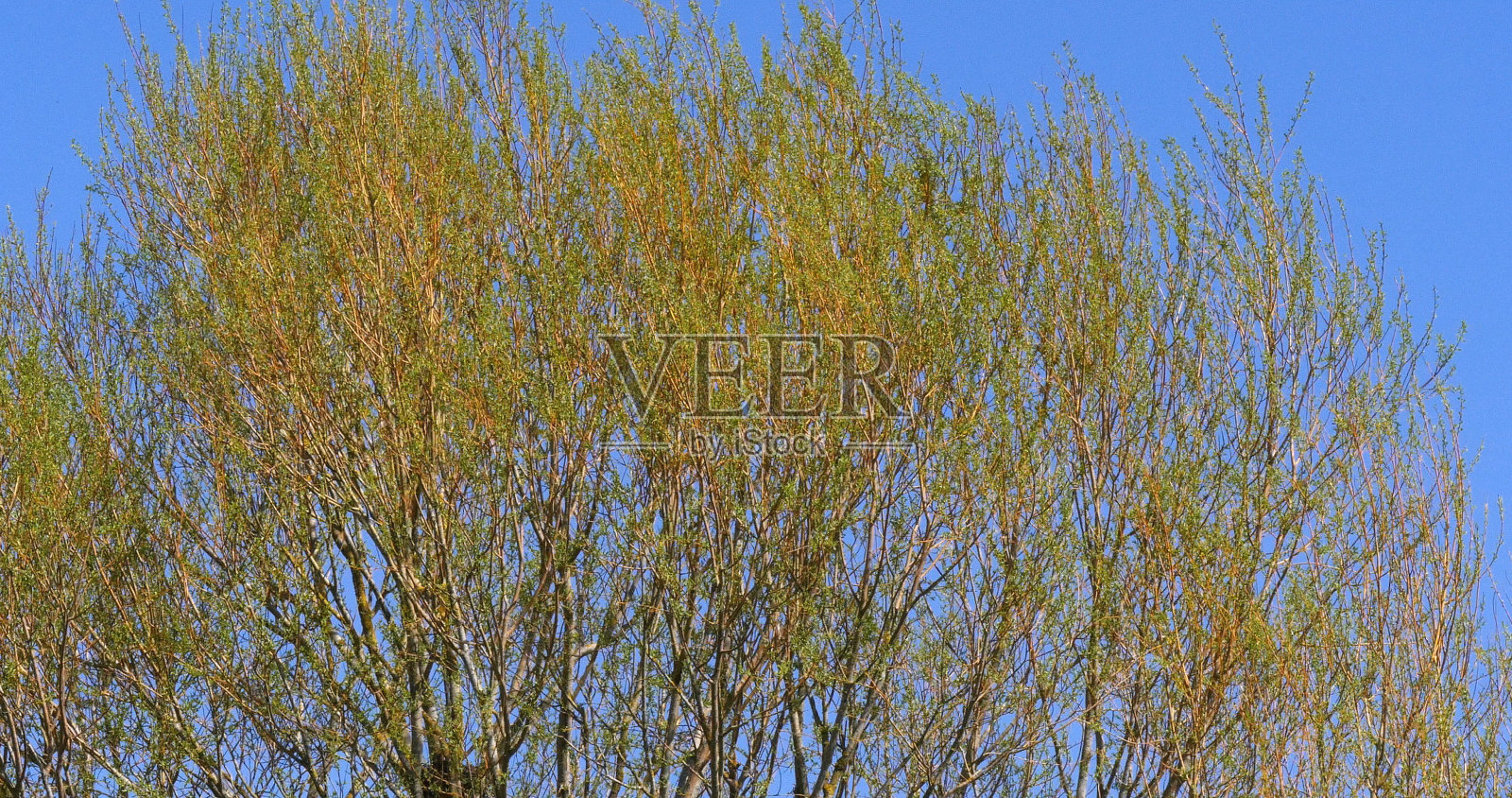 波拉德柳，白柳，叶中的风，诺曼底照片摄影图片