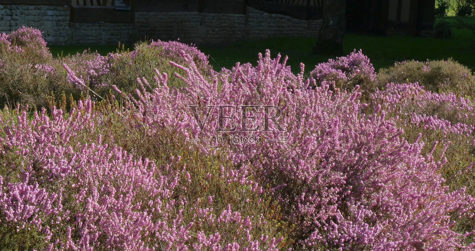 法国诺曼底盛开的石楠花照片摄影图片