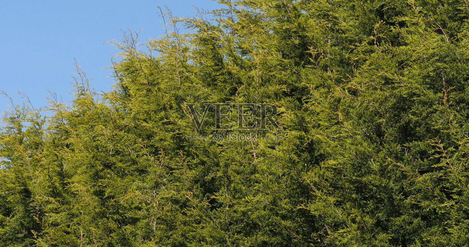 利兰柏树，利兰铜柏树，产自诺曼底照片摄影图片