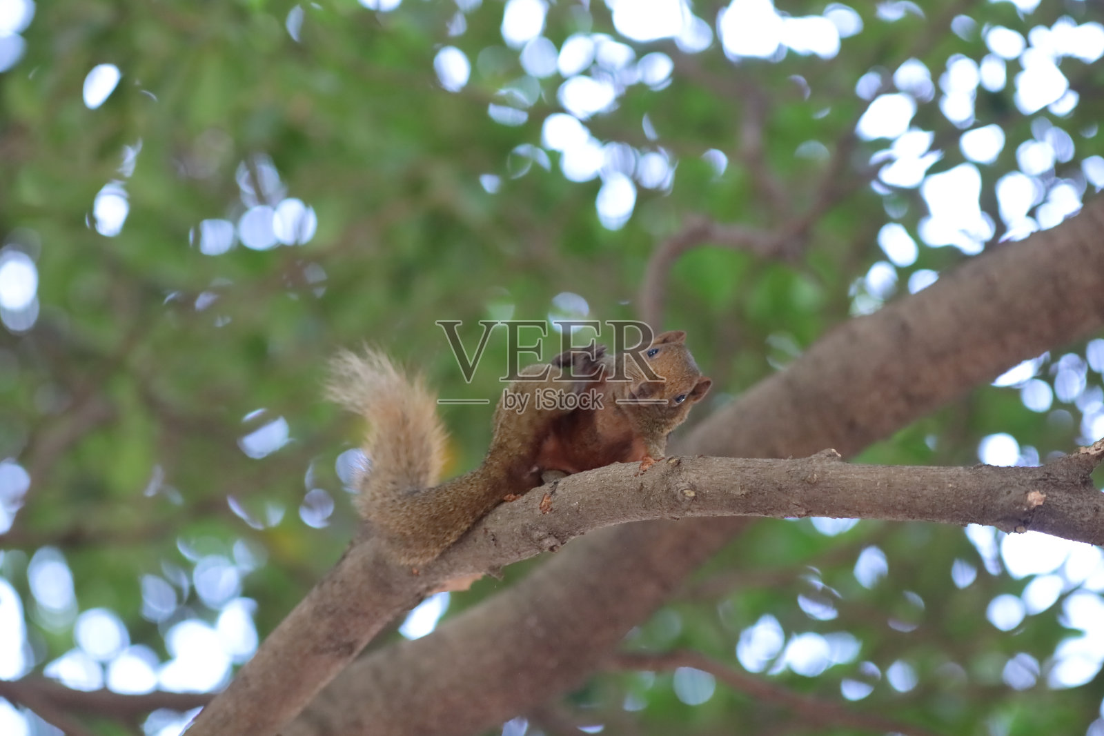 松鼠是松鼠科的成员照片摄影图片