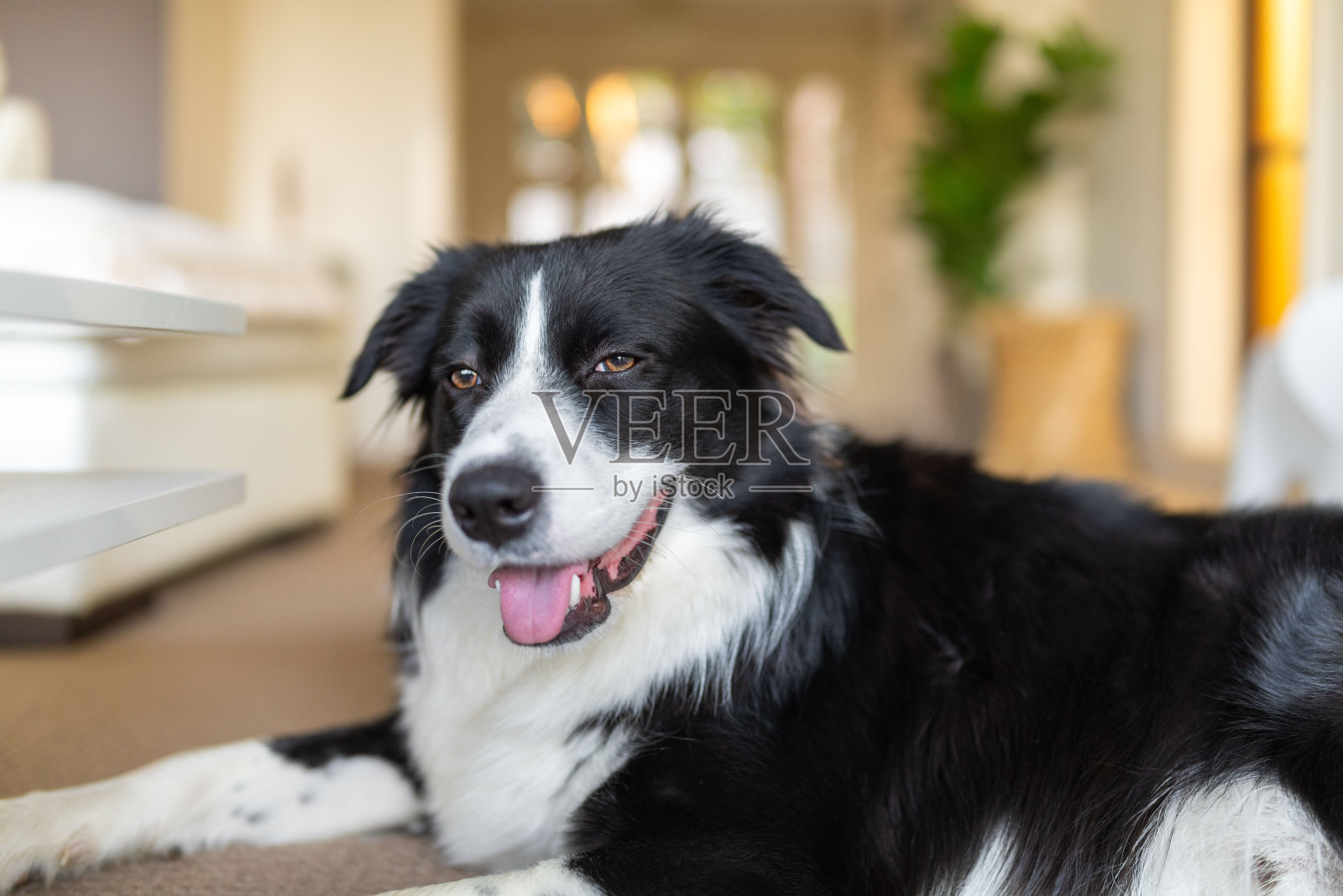 博德牧羊犬小狗躺在地毯地板上照片摄影图片