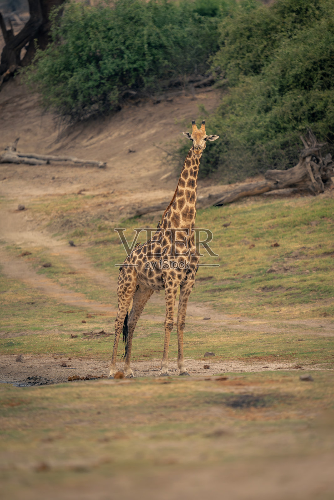 雄性南长颈鹿站在草地旁照片摄影图片