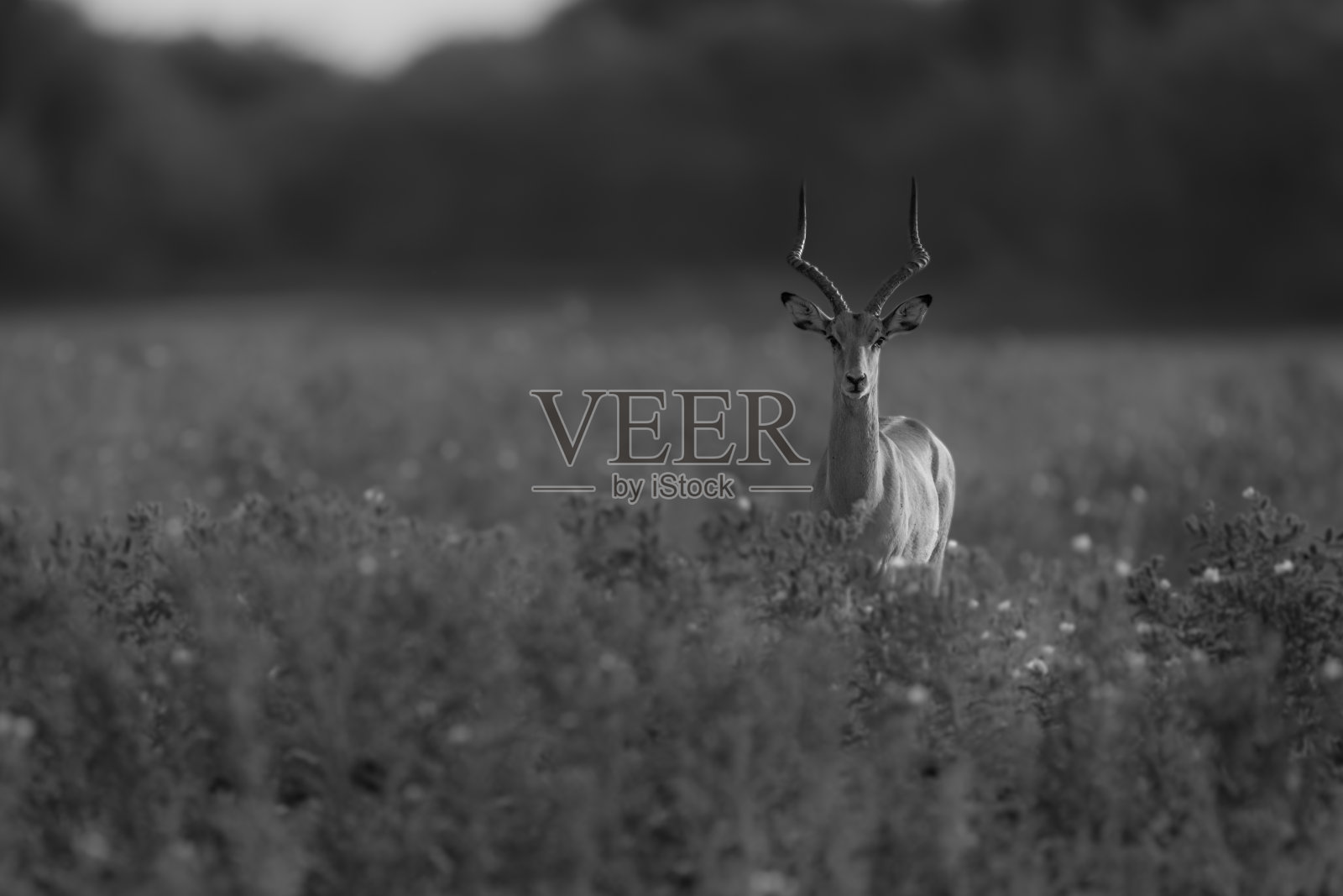 一只普通黑斑羚站在高大的植物中间照片摄影图片