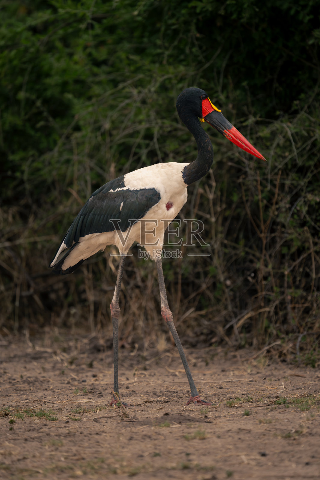 雄性鞍嘴鹳走过茂密的灌木丛照片摄影图片