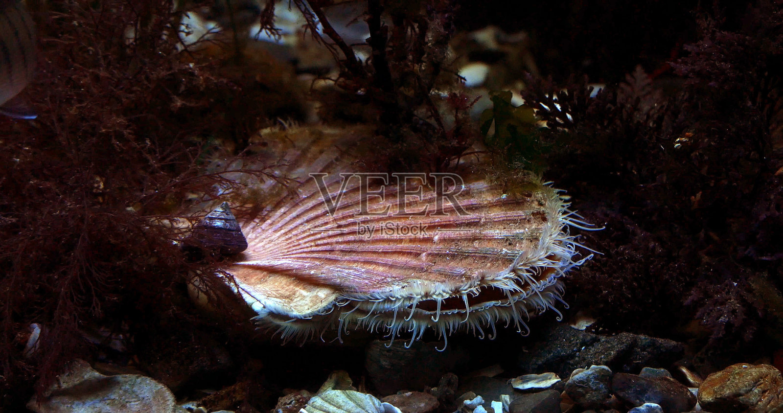 新鲜扇贝，大扇贝，新鲜扇贝，大扇贝照片摄影图片