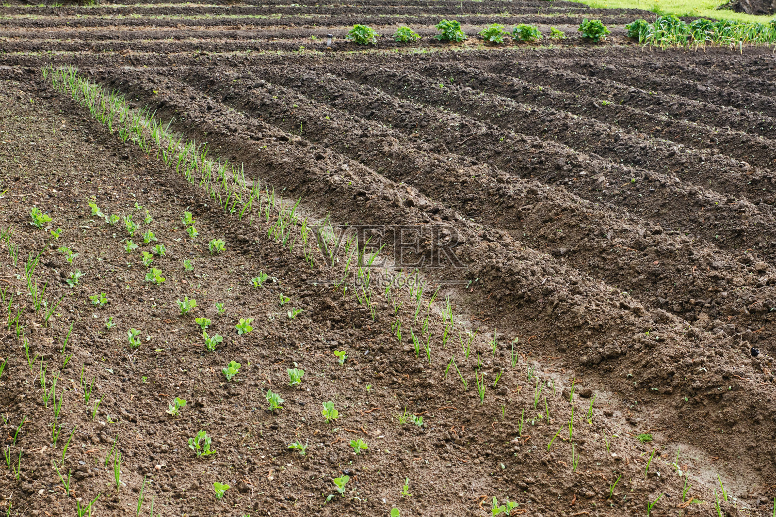 一排排耕过的园子里，豌豆、洋葱、黄瓜、西葫芦的幼苗在园子里发芽。照片摄影图片