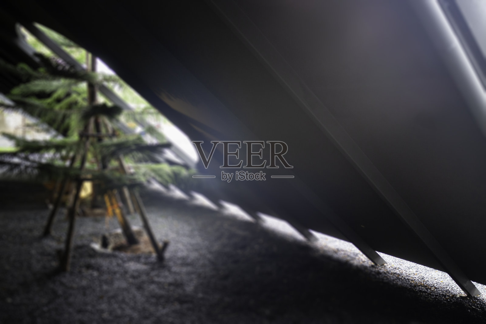 绿色模糊的背景与春天的蓝色云杉开花的树枝照片摄影图片