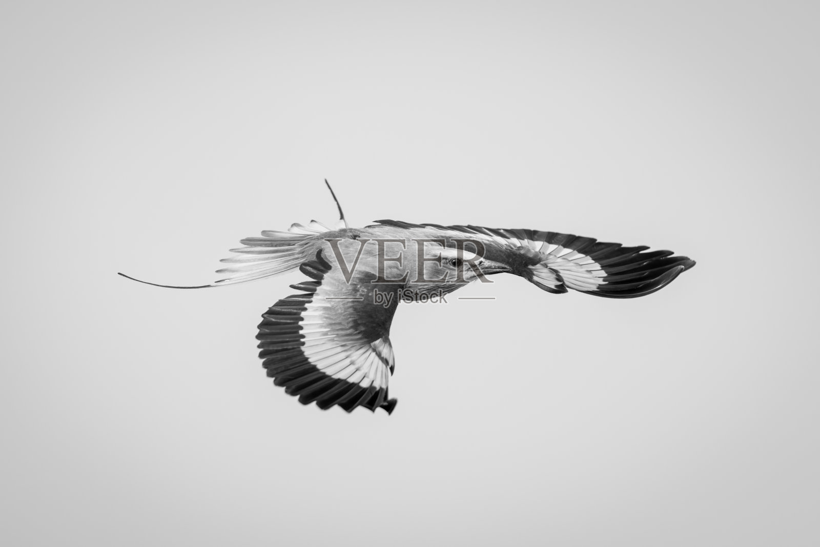 单紫丁香胸滚轮与捕捉光展开翅膀照片摄影图片