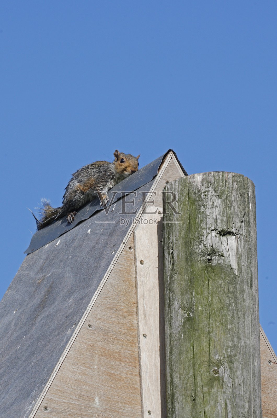 灰松鼠(Sciurus carolinensis)照片摄影图片
