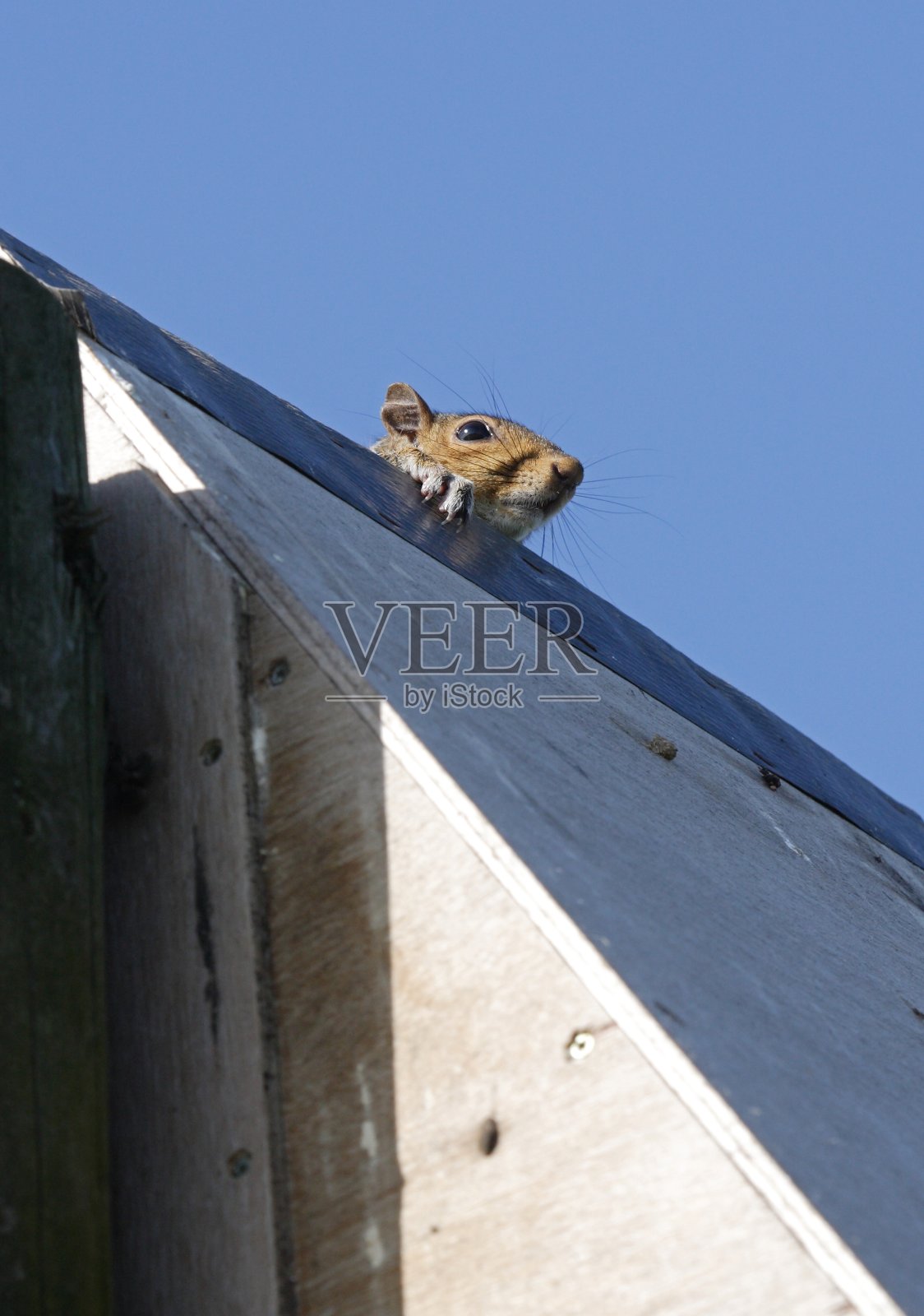 灰松鼠照片摄影图片