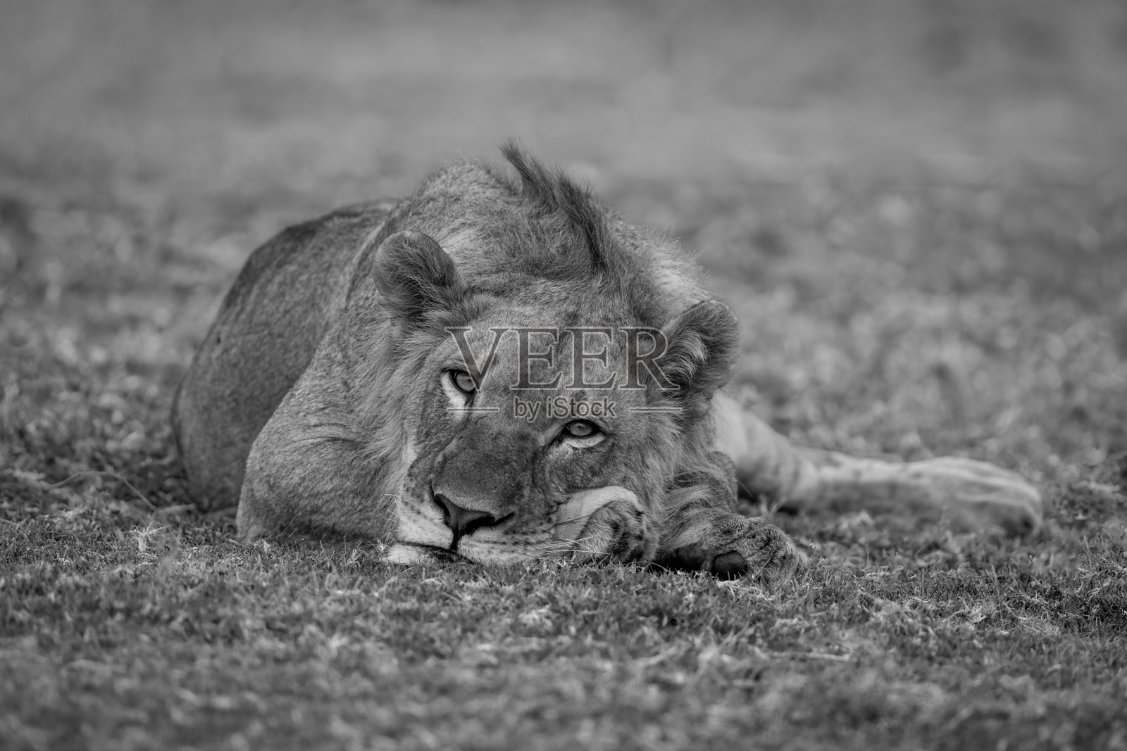 一只雄狮躺在河边发呆照片摄影图片