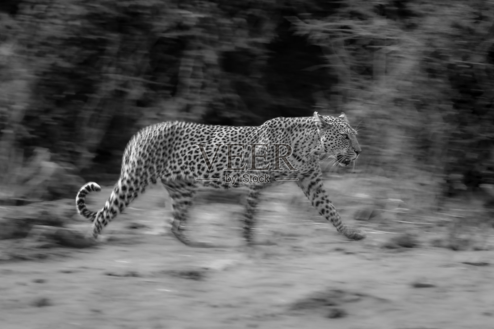 单声道缓慢的豹子穿过灌木丛照片摄影图片