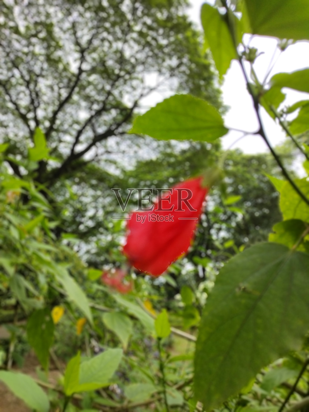 锦葵科花照片摄影图片