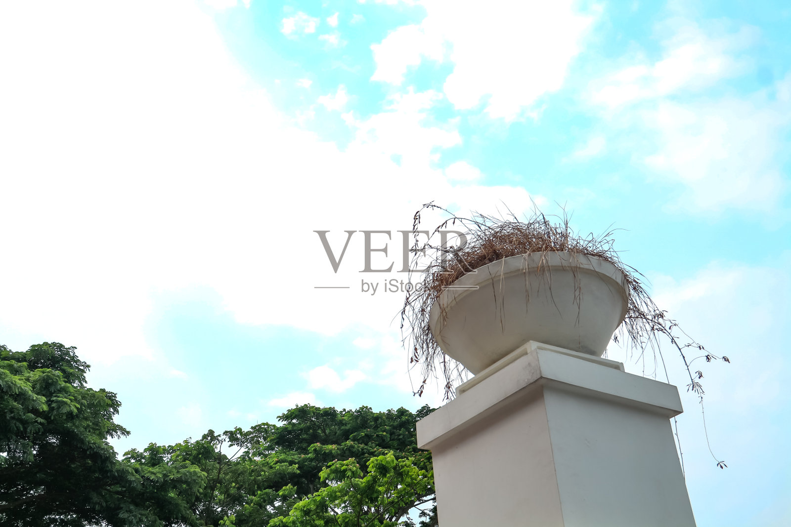 白墙上的花盆照片摄影图片