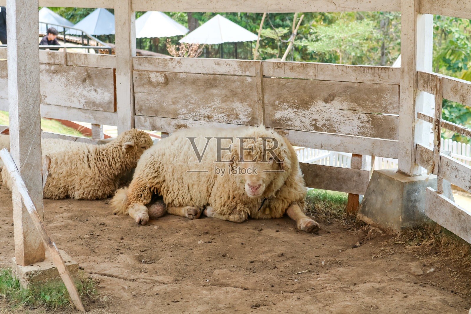 农场里的羊照片摄影图片