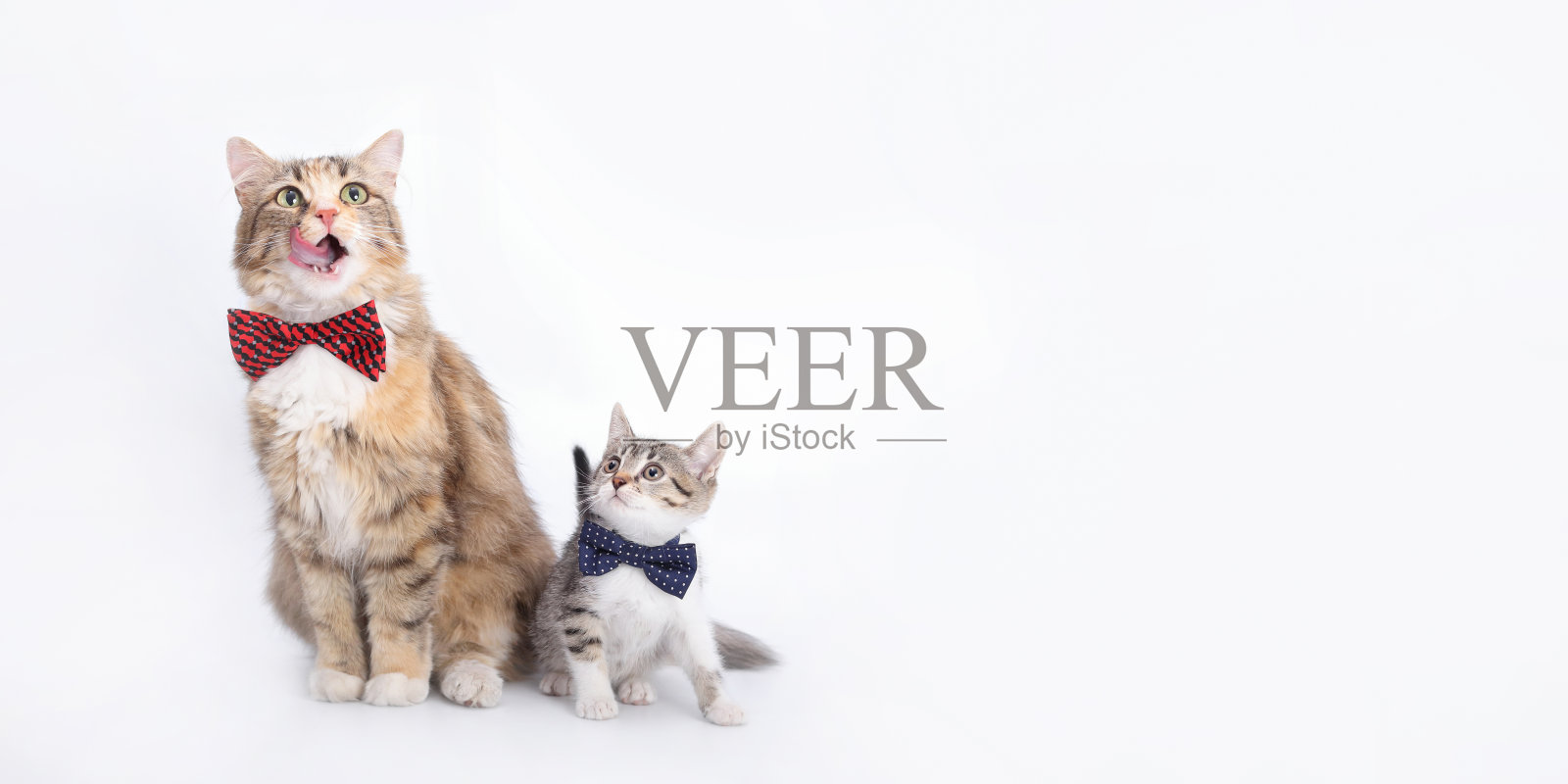 工作室拍摄可爱的猫与领结照片摄影图片