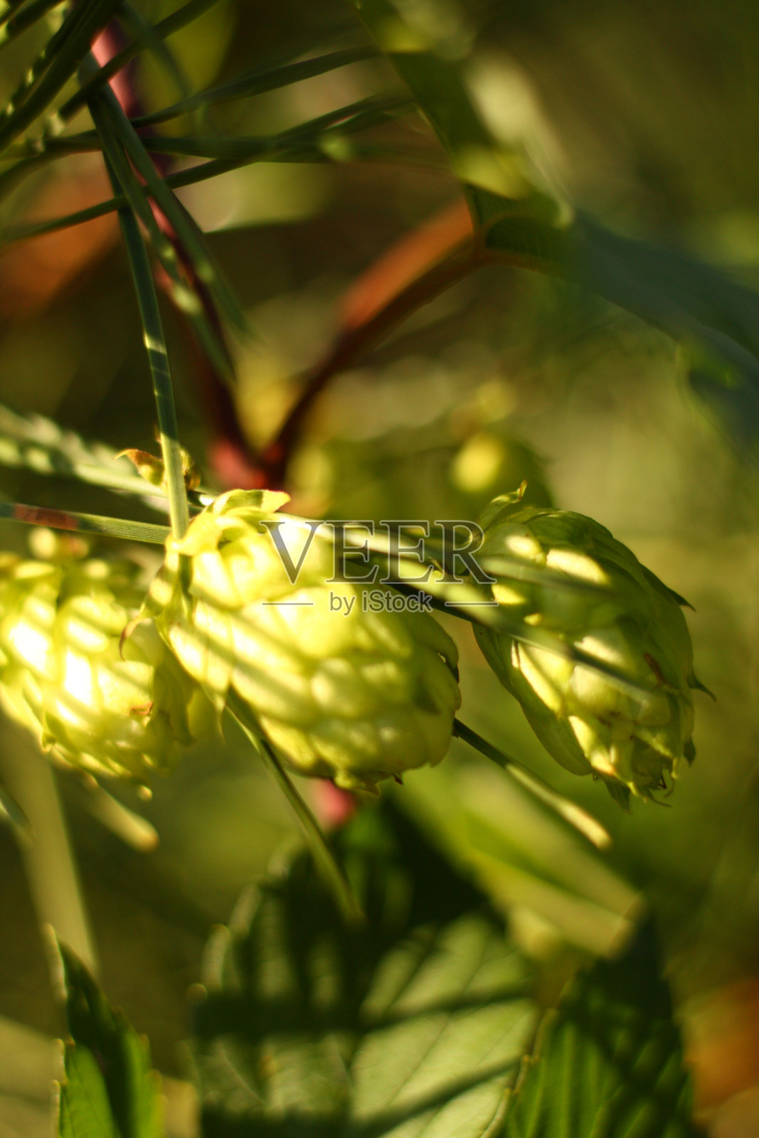 绿啤酒花植物照片摄影图片
