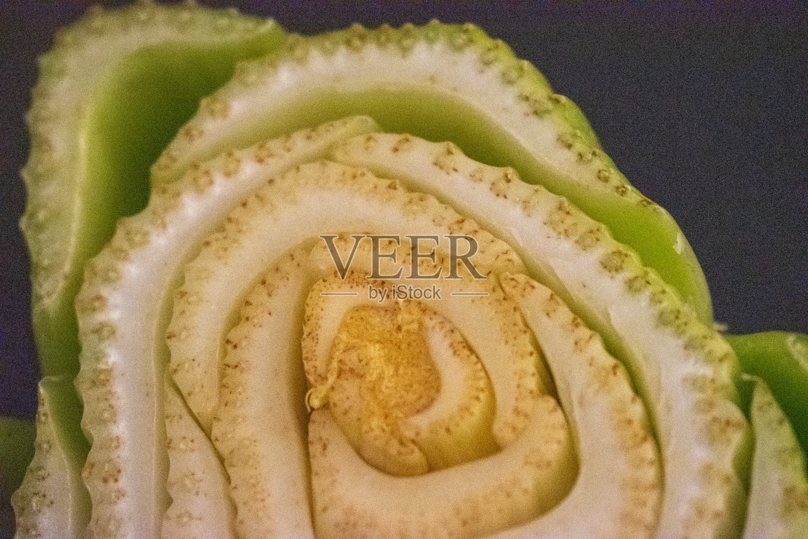 芹菜的艺术照片摄影图片