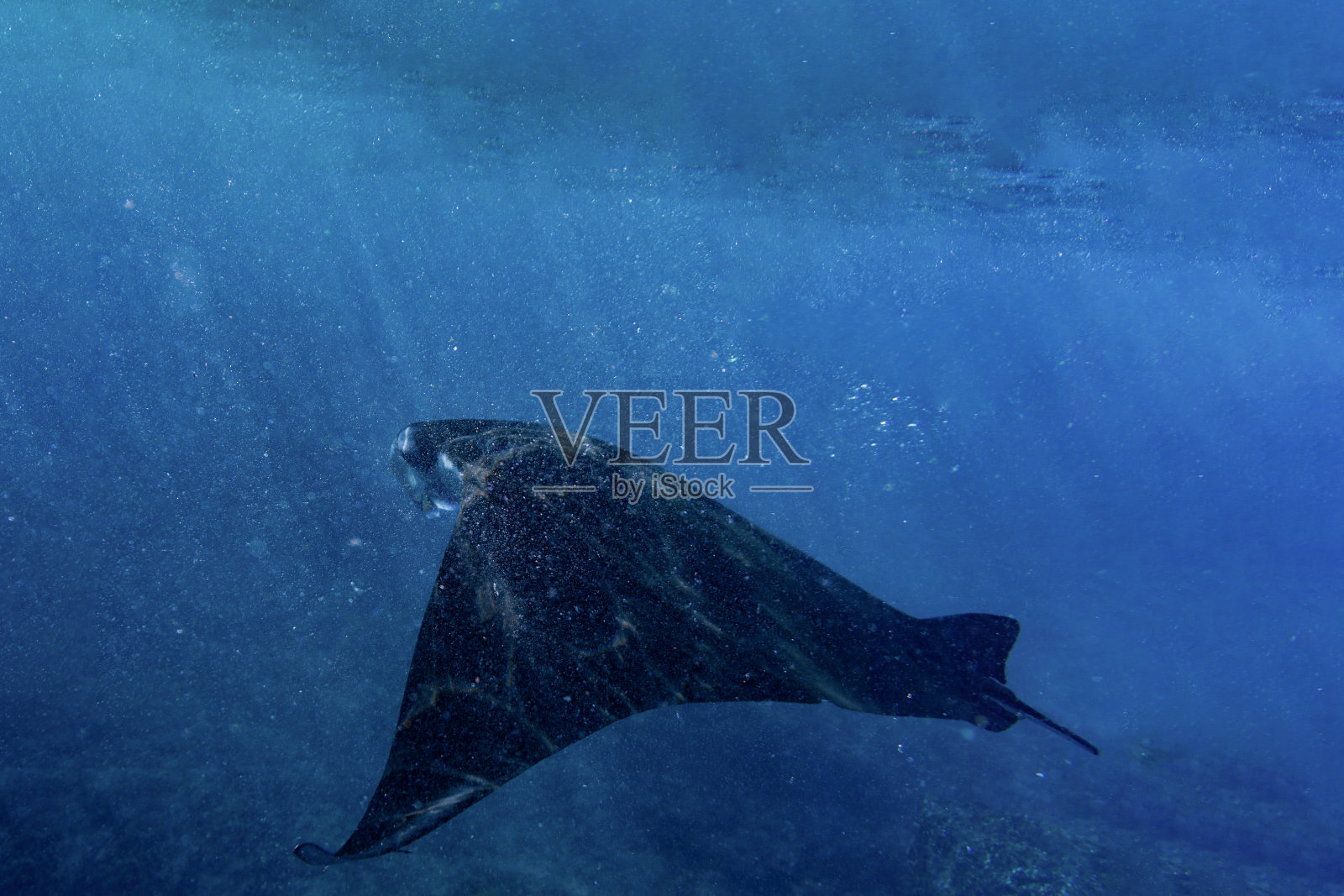 在大海中飞翔照片摄影图片