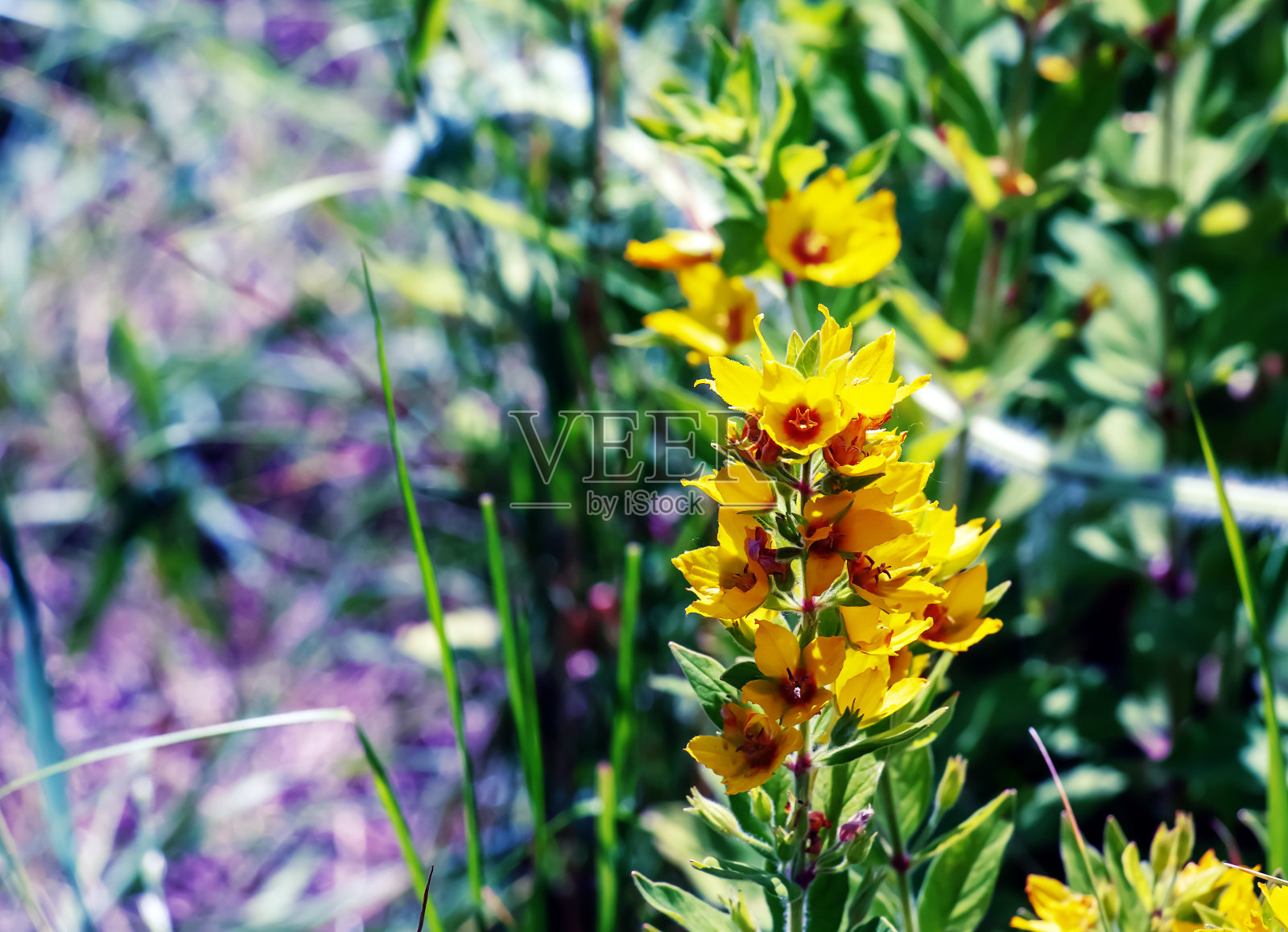夏季花园开花——黄色的花横向特写。报春花科的家庭。珍珠菜寻常的。照片摄影图片