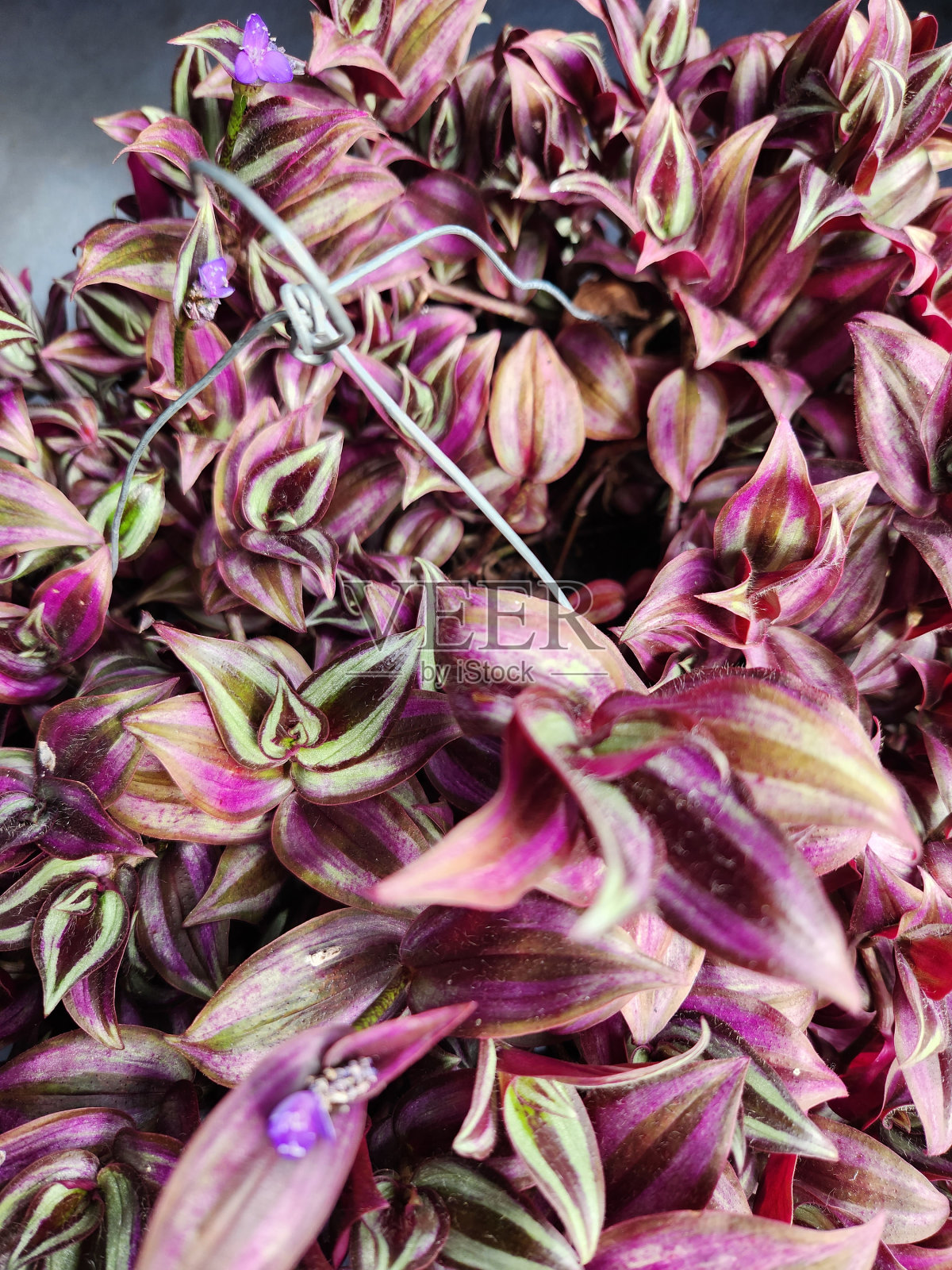 小花在我的流浪犹太人照片摄影图片