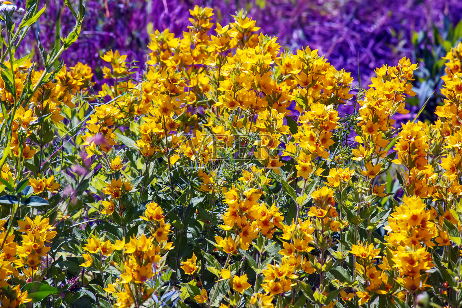 夏季花园开花——黄色的花横向特写。报春花科的家庭。珍珠菜寻常的。照片摄影图片