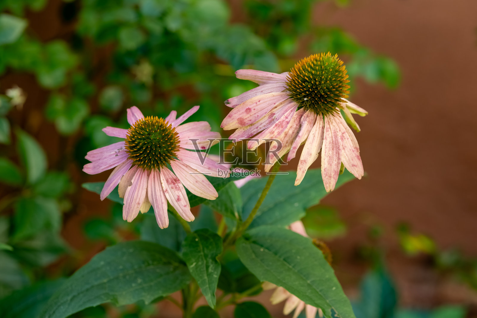 在夏天枯萎的紫色圆锥花照片摄影图片