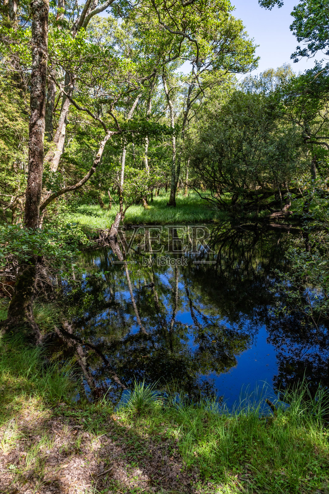 利恩湖上的树木和植被照片摄影图片