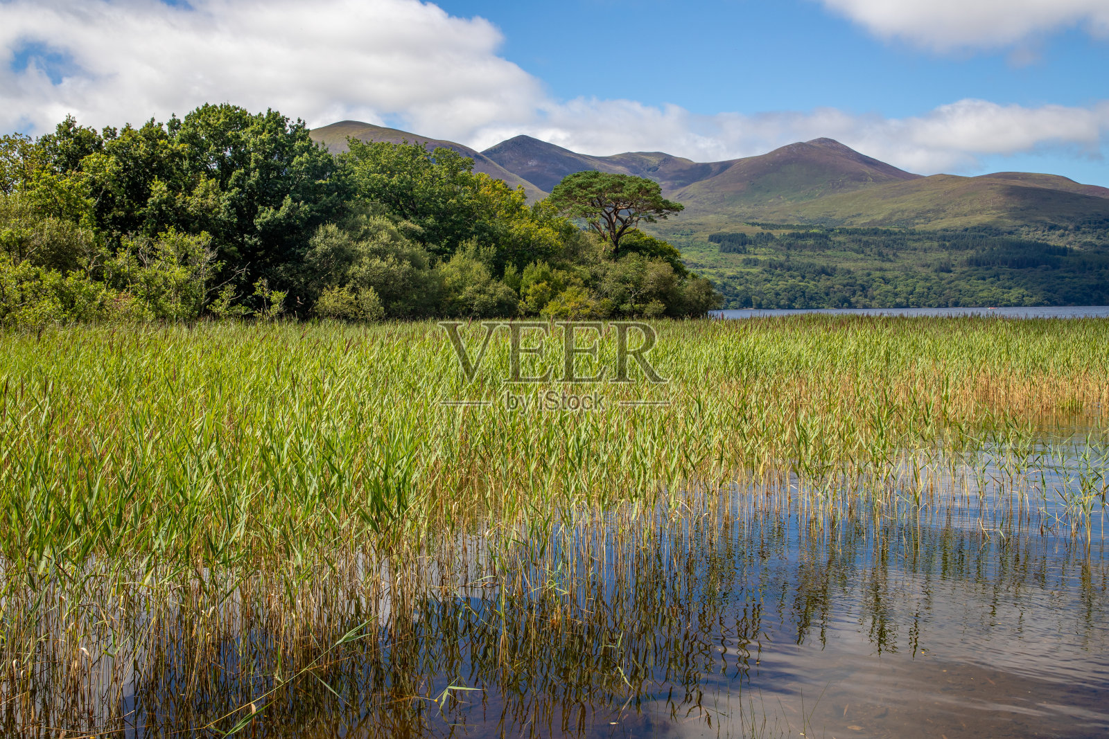 利恩湖上的山脉、树木和植被照片摄影图片