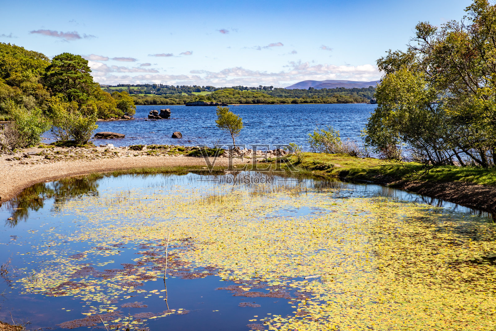 利恩湖上的树木和植被照片摄影图片