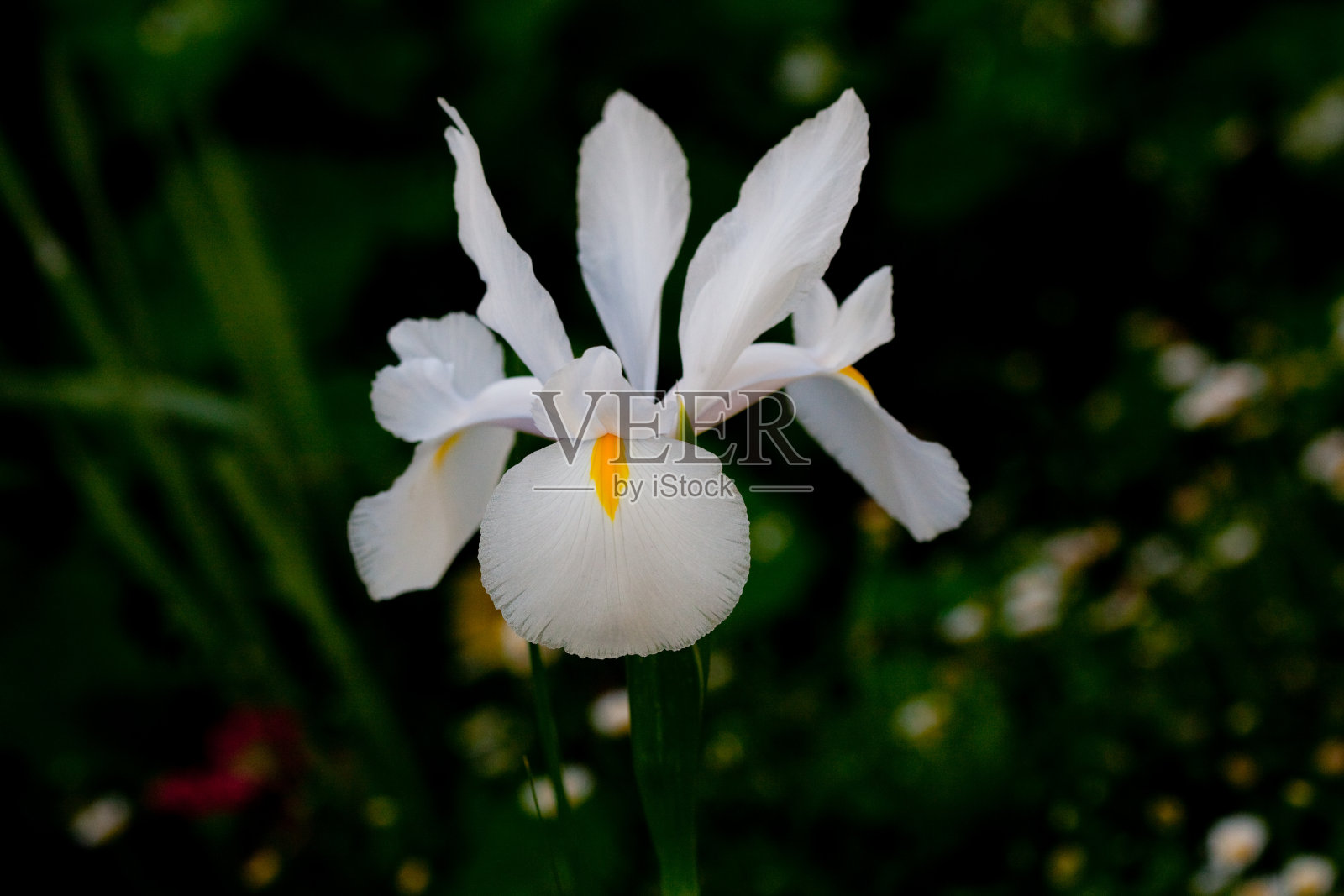 荷兰白鸢尾花照片摄影图片